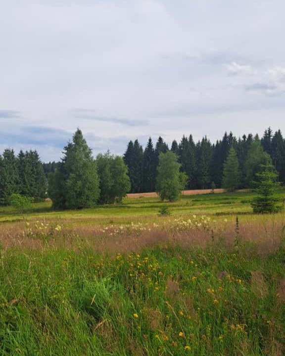 Das Hochmoor „Großer Kranichsee“